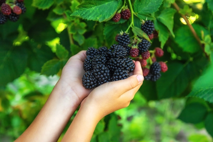 Wildberries начинает продавать услуги. Рис. 1