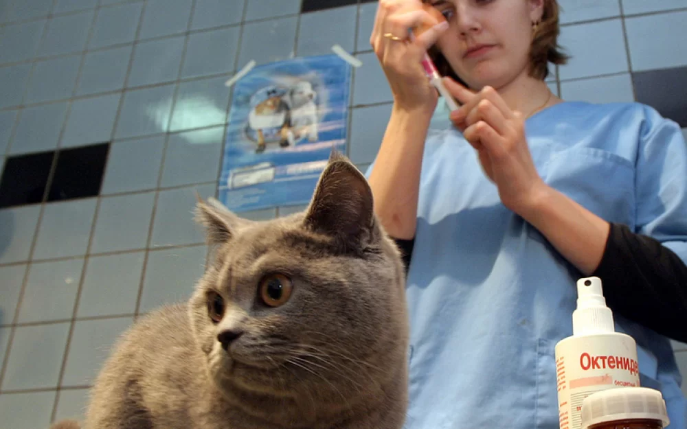 Эксперт рассказал, почему именно весной дача опасна для жизни непривитых питомцев