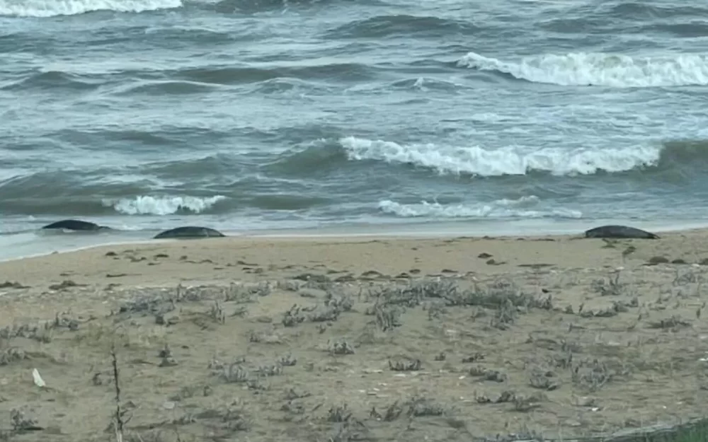 На побережье в Дагестане обнаружили множество мертвых каспийских тюленей