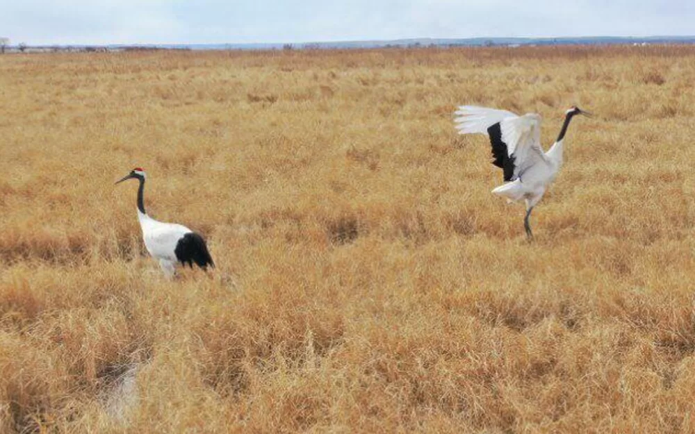 Вернувшиеся в Приамурье краснокнижные журавли кормятся с аистами