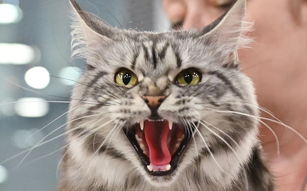 Миллионы жертв. Ученые раскрыли мрачный секрет домашних кошек