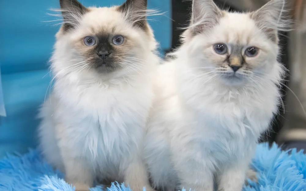 В Москве поселились Чемберлен и Ларс фон Триер: составлен рейтинг необычных кличек кошек