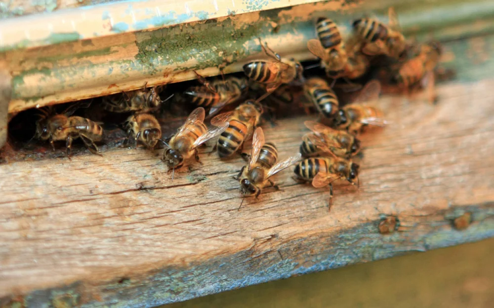 Суд обязал вологодского пчеловода снести пасеку: опасна для соседок