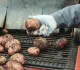 Что будет с ценами на картошку: эксперт дал ответ