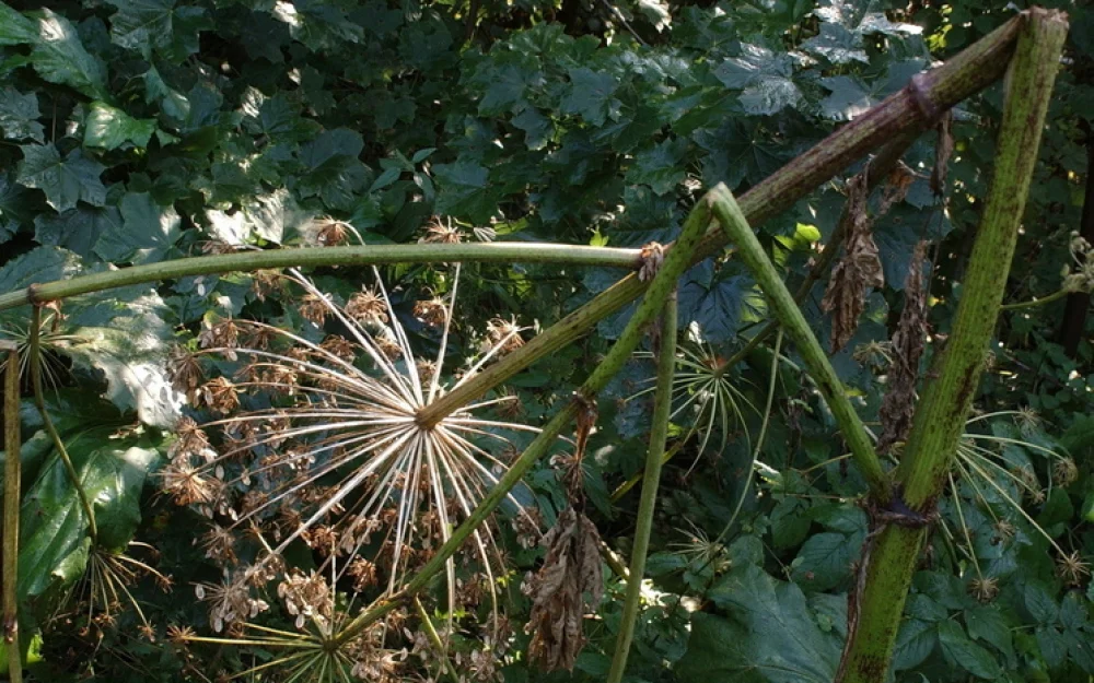 Российские ученые сравнили гены опасного и безвредного видов борщевика