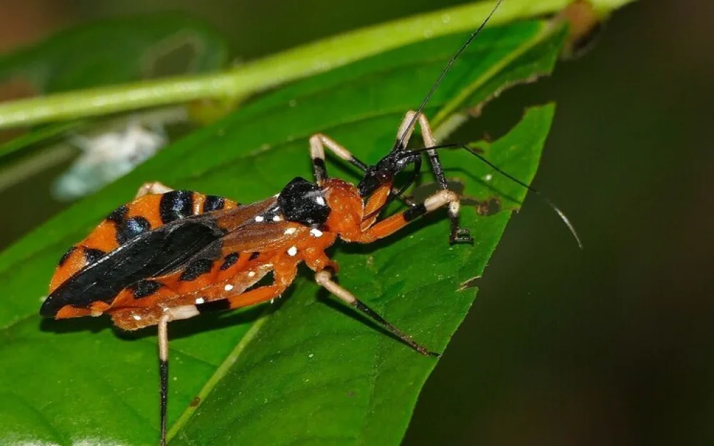 Целующиеся клопы разнесли смертельную болезнь по США