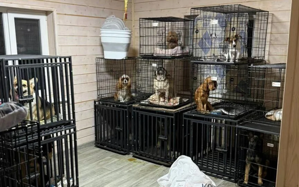 Прокуратура изъяла у СК дело о жестоком обращении с животными в Чехове