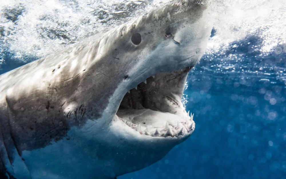 В США акула напала на восьмилетнего мальчика