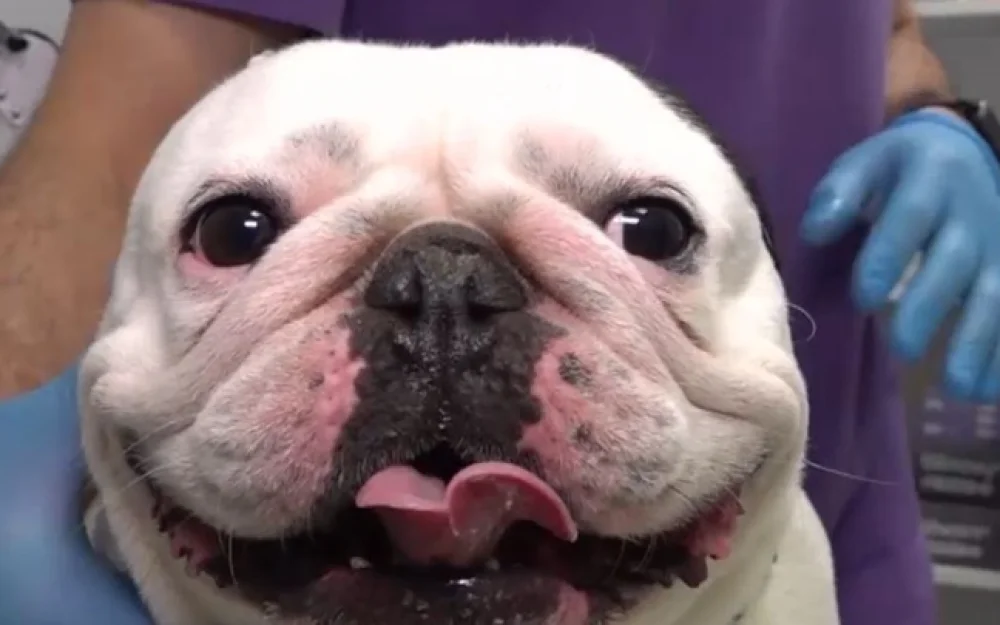 Исследование: каждый третий россиянин хочет сделать питомца звездой соцсетей