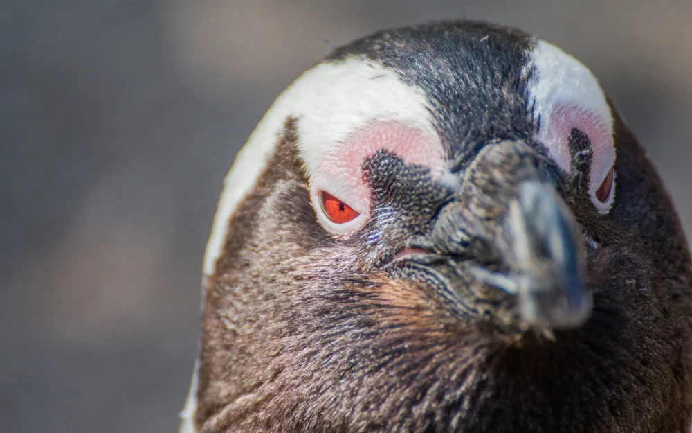 Эпоха ПО «только для Windows» подходит к концу