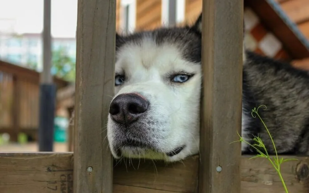 Прояснилась судьба собаки, убившей младенца в Подмосковье