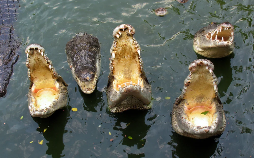 Шокирующее нападение речного хищника на женщину попало на видео