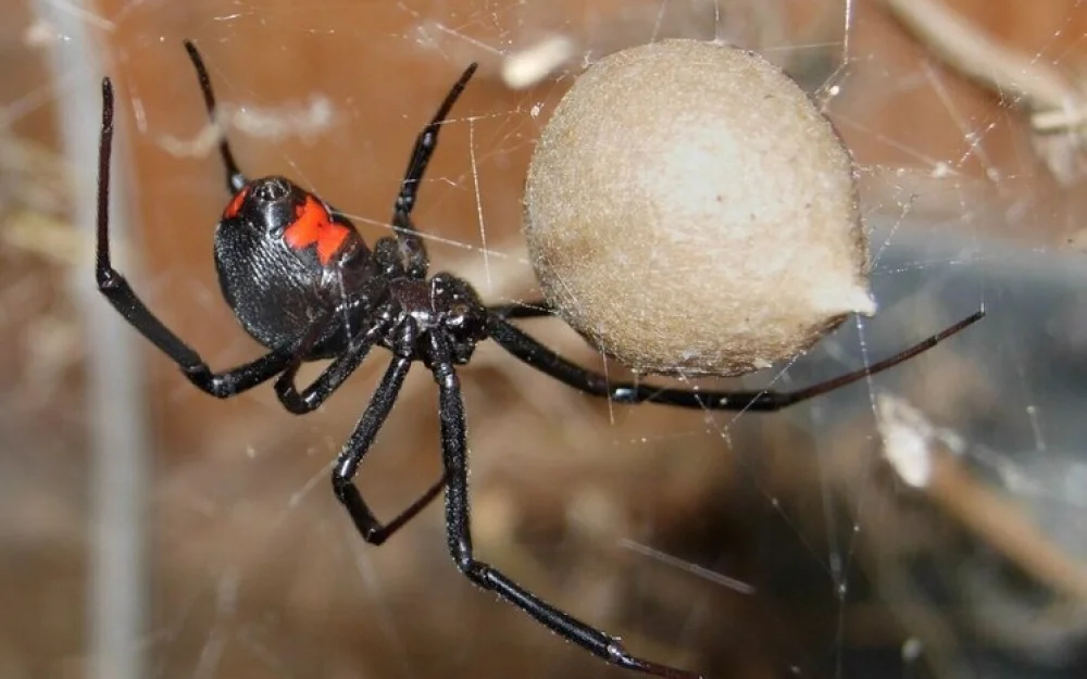 Европейская страна столкнулась с нашествием смертельных черных вдов