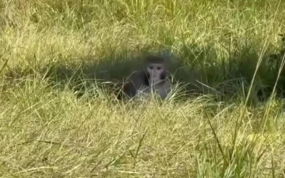 Зараженнная вирусами лабораторная “агрессивная” обезьяна оказалась на свободе
