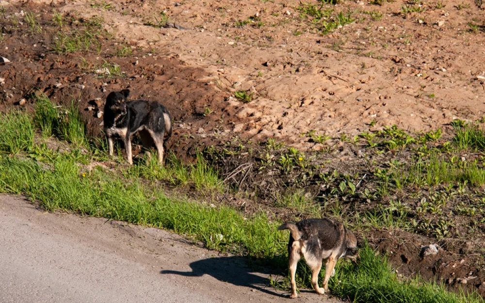 «Приходите на похороны, расскажите про стерилизацию»: мать разорванного собаками мальчика позвала зоозащитников на прощание с сыном