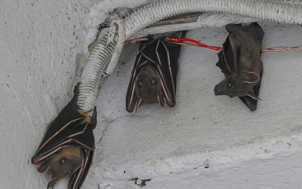 Убивают и поедают в полете: описана жуткая правда о летучих мышах