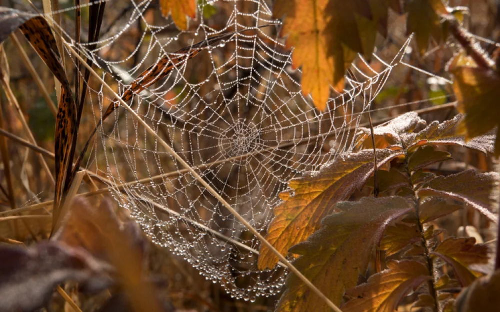 17 октября: что можно, а что нельзя делать на Ерофея Лешегона