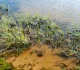 Необычную пользу от водорослей установили московские и ярославские исследователи