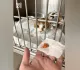 Московские врачи прооперировали Наполеона: сожрал не то, что нужно