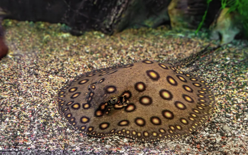 В аквариуме на южном берегу Крыма родились четыре редких ската