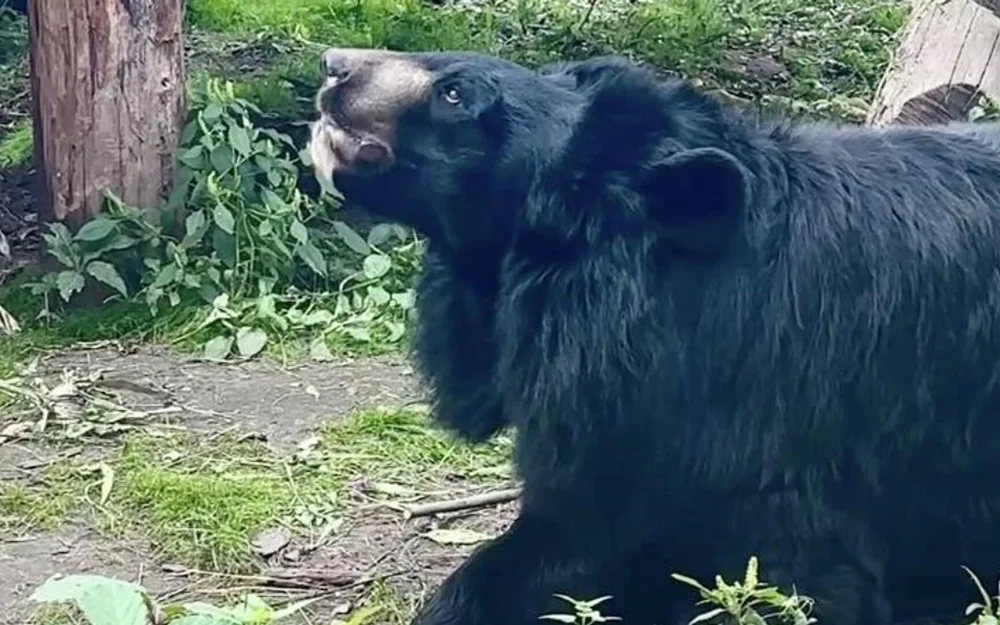 В Московском зоопарке гималайские медведи набирают вес, готовясь к спячке