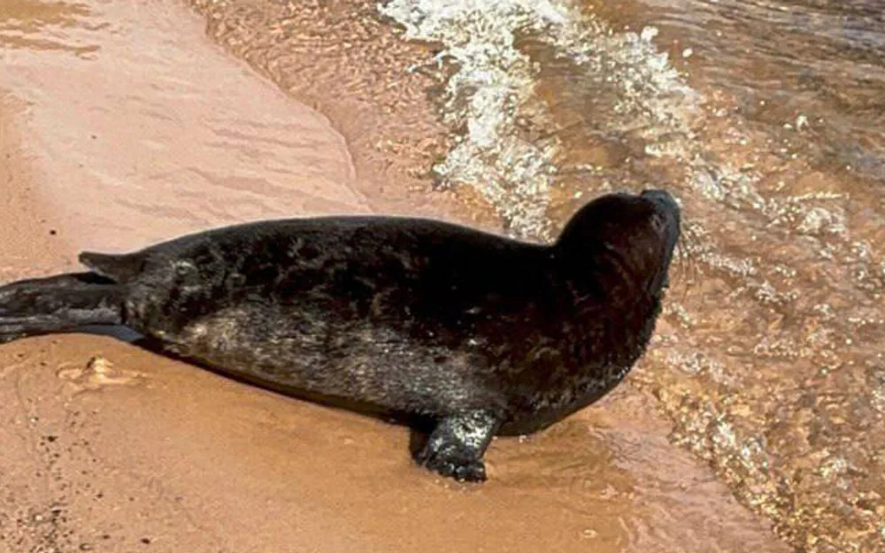 Прокуратура проверит сообщения о гибели нерп в Приморье