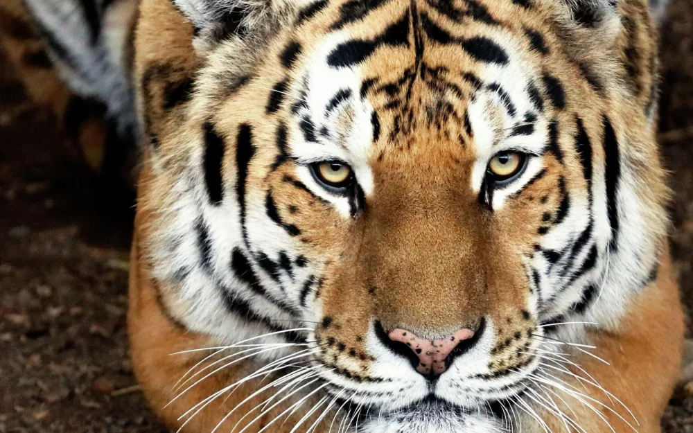 В Приморье охотнадзор следит за амурским тигром, выходящим к людям