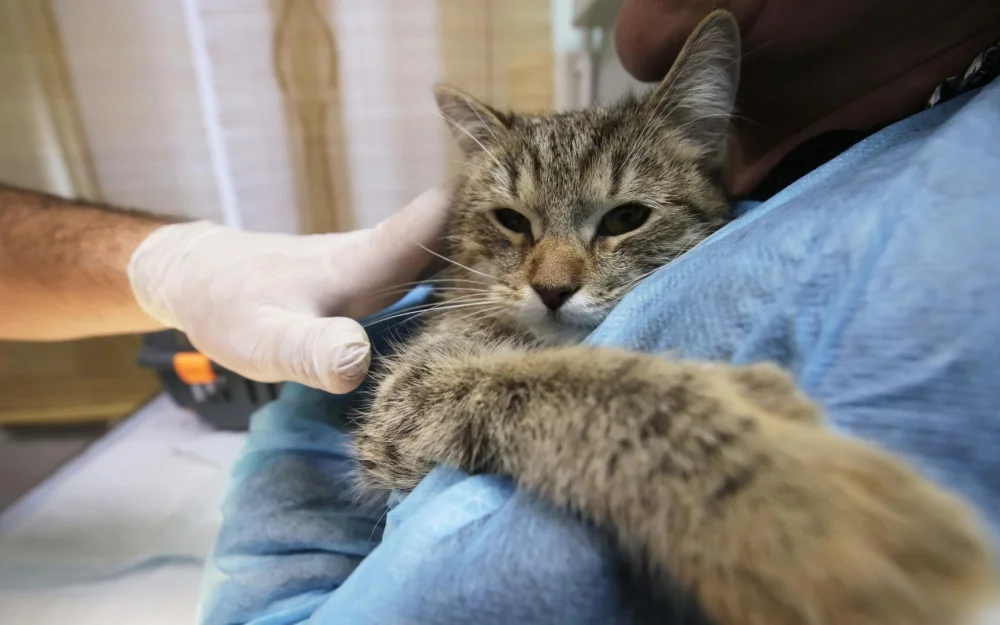 Кошку, которой подожгли петарду во рту, прооперировали