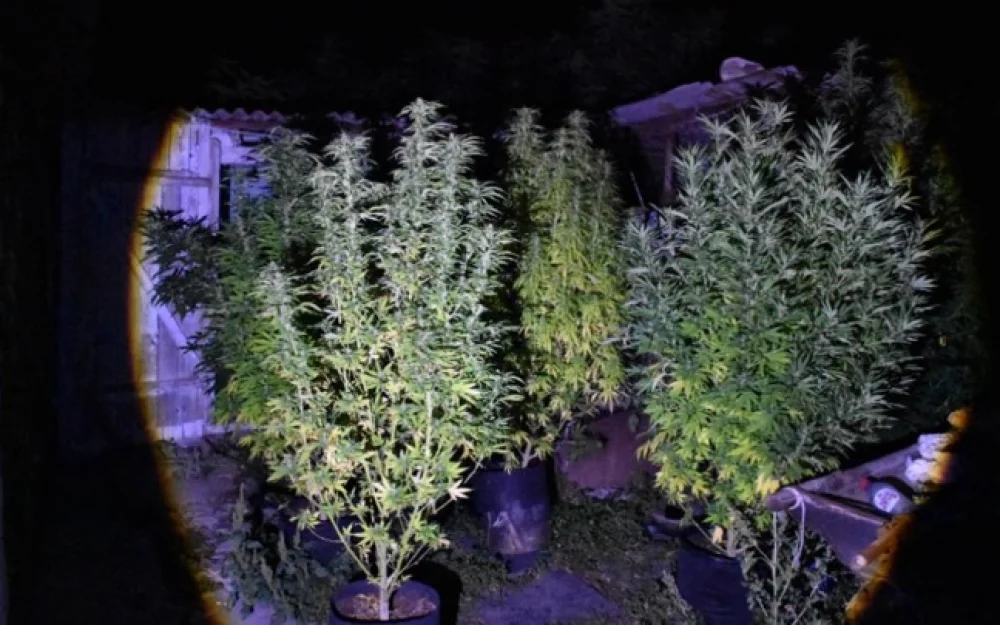 Житель Крыма выращивал коноплю во дворе дома умершего родственника