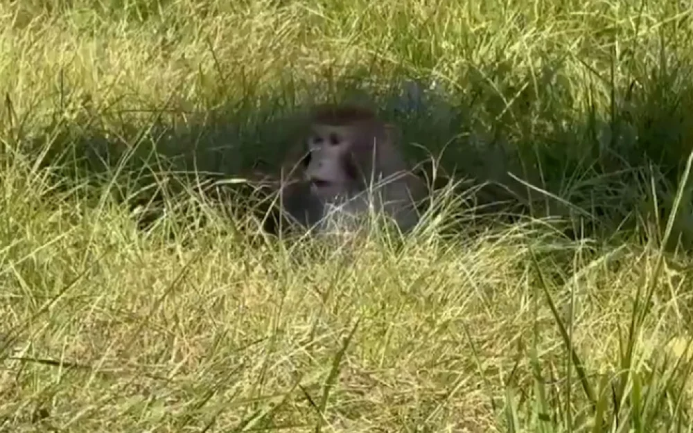 В Миссисипи сбежали больные гепатитом С и коронавирусом лабораторные обезьяны