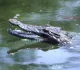 Реку с крокодилами в Австралии одобрили для соревнований на Олимпиаде-2032