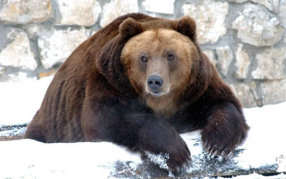 Медведь напал на мужчину в общественном туалете