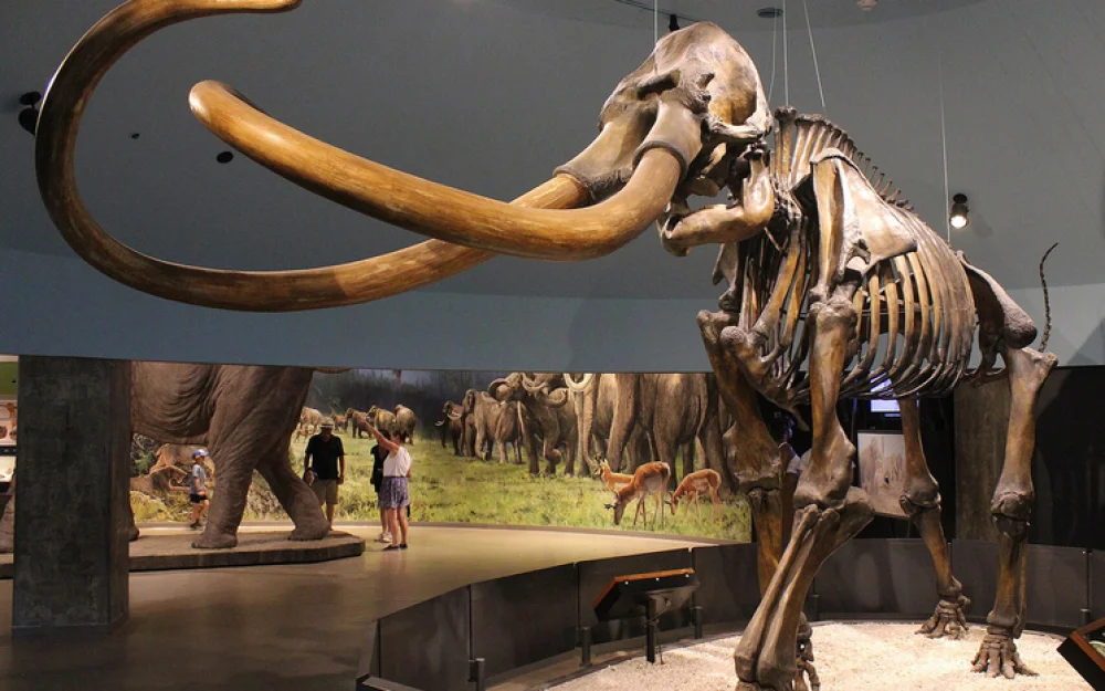 Генетическая экспертиза раскрыла подробности о последних мгновениях жизни мамонта 40 000 лет назад