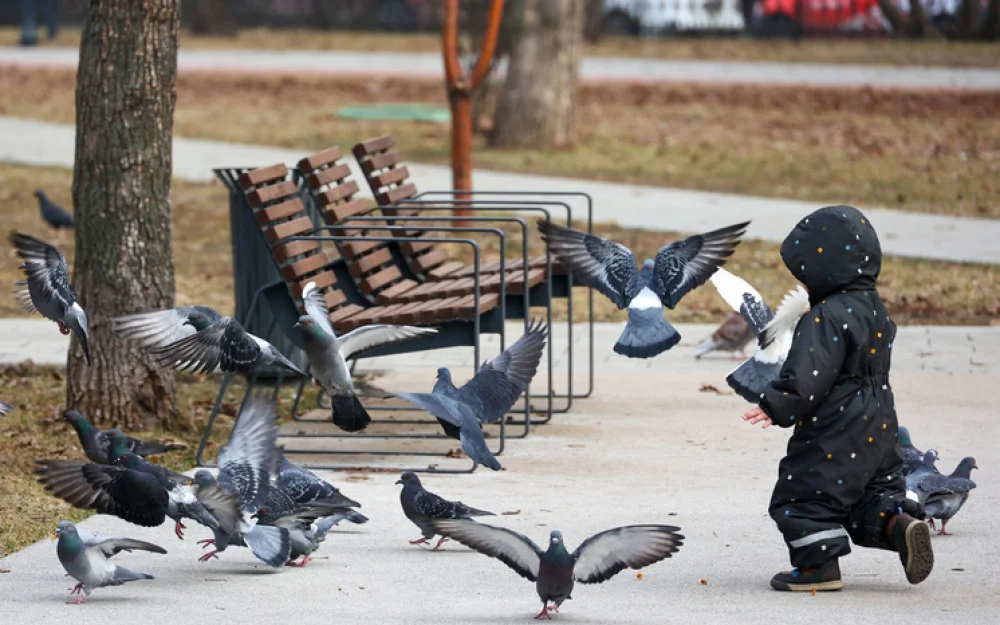 Российские ученые научились превращать голубей в биодроны