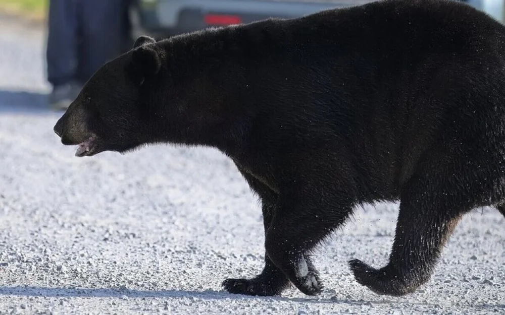 «Меня съест медведь»: хищник устроил охоту за ребенком в магазине