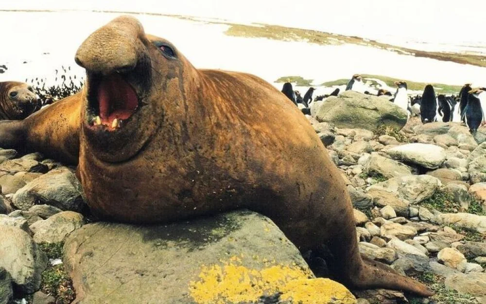 Птичий грипп уничтожил половину гигантских морских слонов в Антарктике