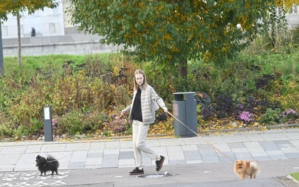 Выгульщики собачек тоже рискуют: поимка богородского маньяка, насиловавшего нянь, напугала домашний персонал