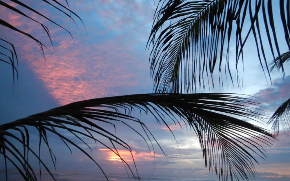 Новогодняя ночь под пальмой подешевела: хозяева отелей раскрыли причину