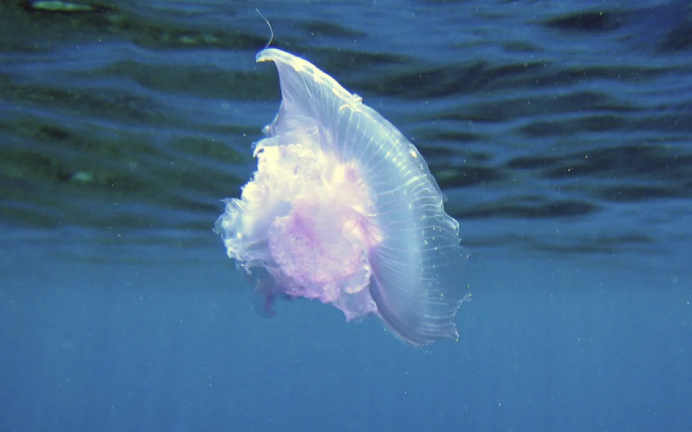 Двухлетний малыш погиб после укуса медузы в Малайзии: при встрече с Морской Осой шансов нет