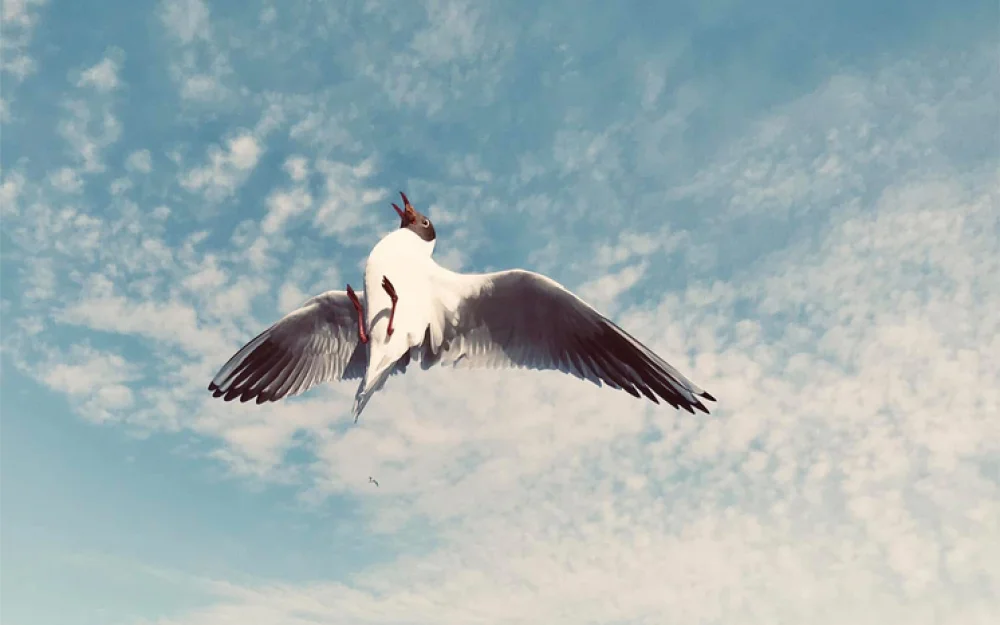 Назван лучший способ отпугнуть назойливых и наглых птиц