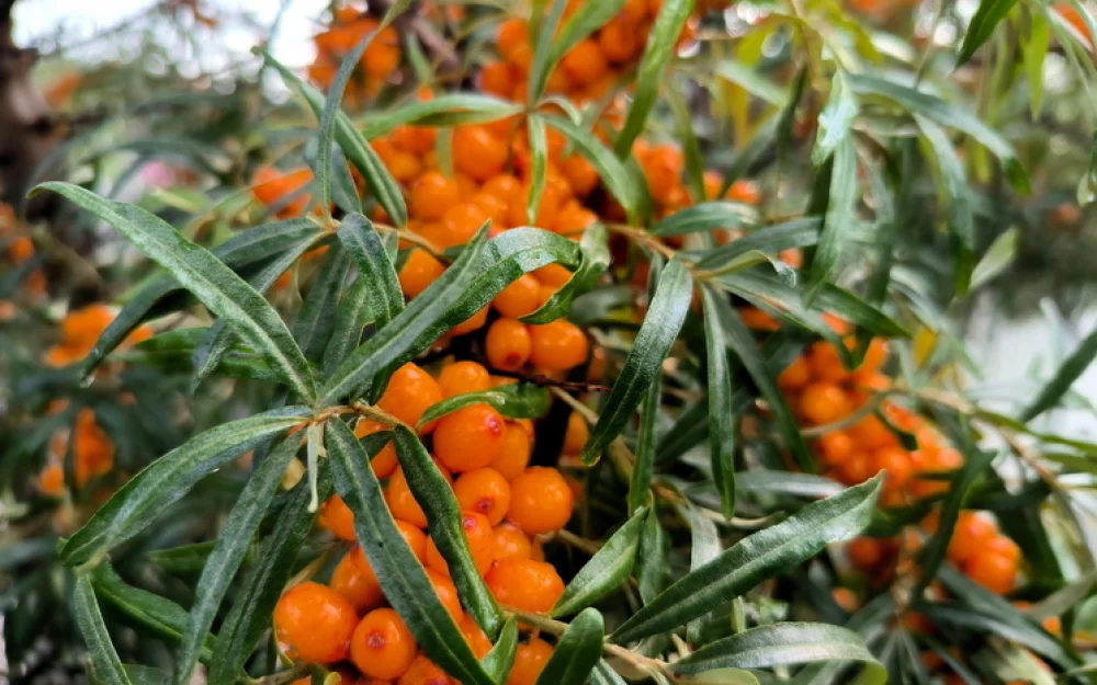 «Сибирское чудо»: облепиха стала на Западе модным суперфудом