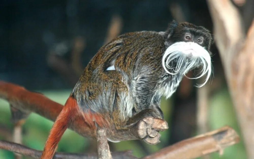 В зоопарке Миннесоты родился хлопковый тамарин