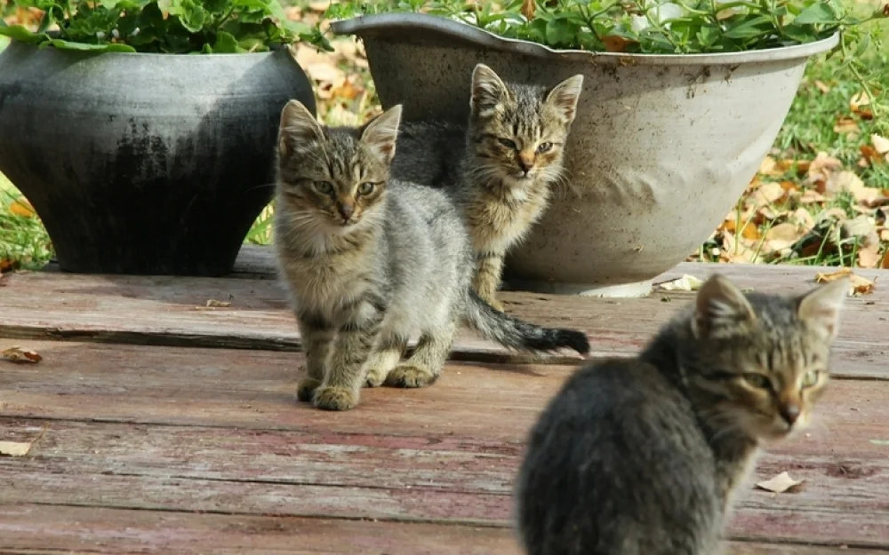 Что можно, а что нельзя делать 8 ноября в Дмитриев день