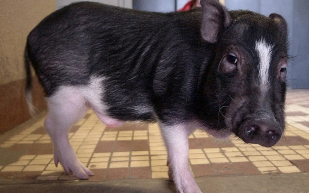 Хозяйка 18 поросят рассказала о многолетнем скандале с соседями