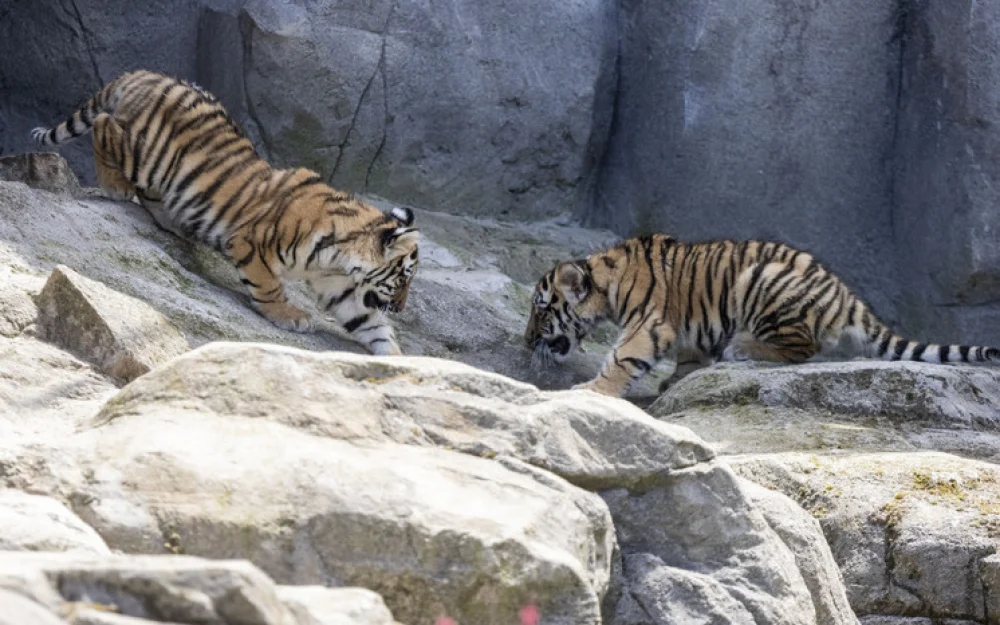 «Были в тигриной осаде»: в Хабаровском крае отловили двух конфликтных амурских тигров