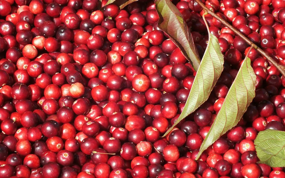 В России начнут производить хлеб с клюквой и исландским мхом