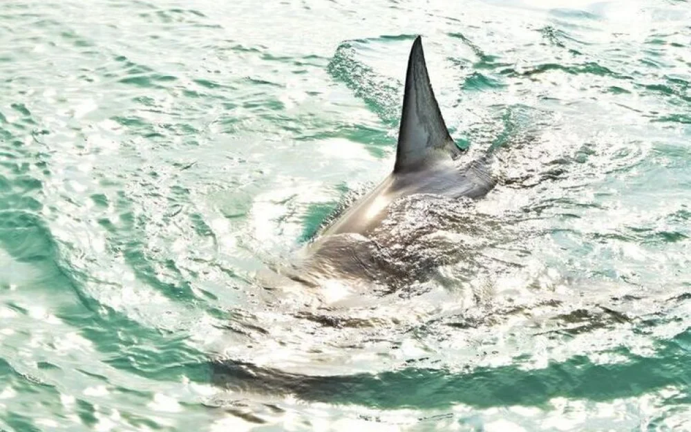 Крупная акула убила женщину и ранила мужчину во время нападения на пляже