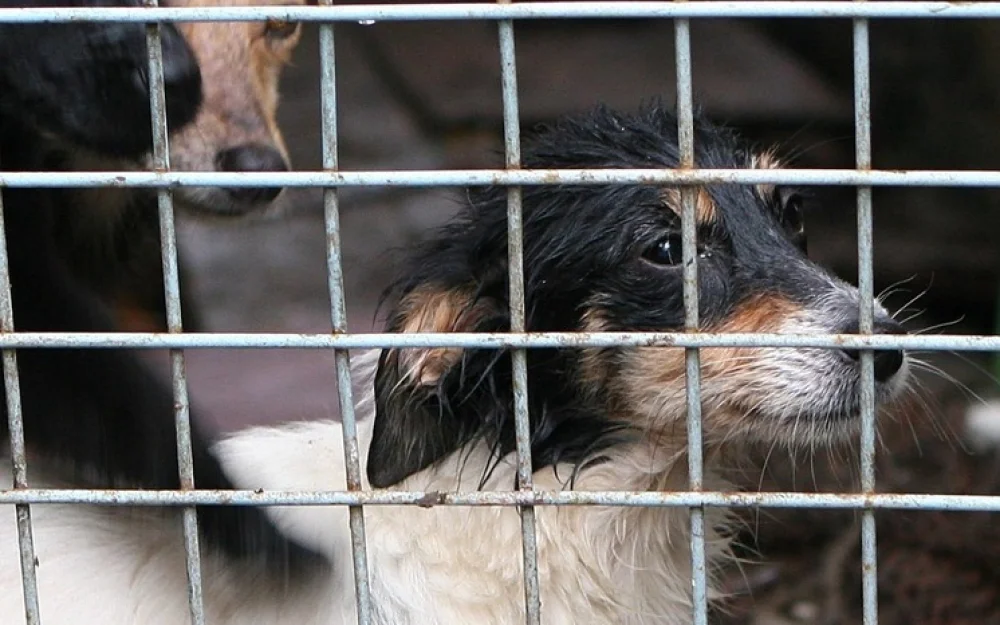 Собаку, погибшую от бешенства в Москве, взяли из приюта
