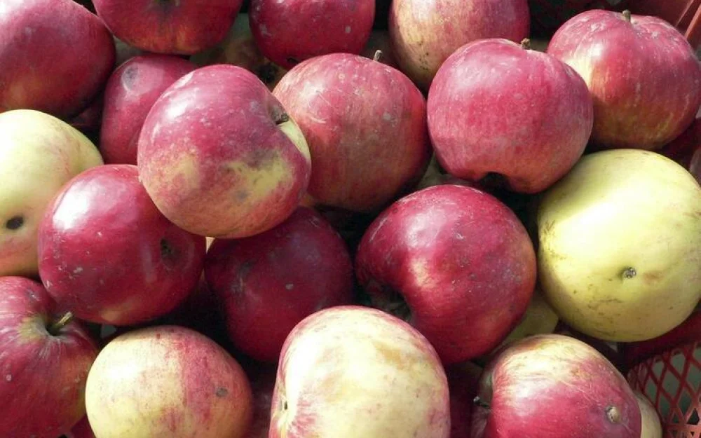 «Добавьте яблок»: правозащитники просят разнообразить меню заключенных фруктами