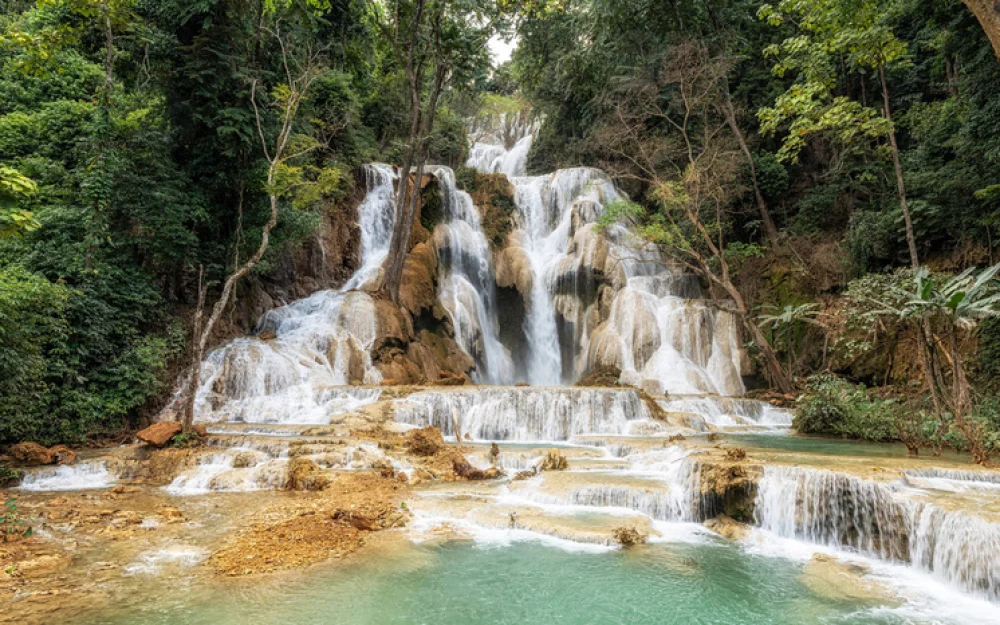 Американский учитель и его сын погибли от укусов в джунглях азиатской страны
